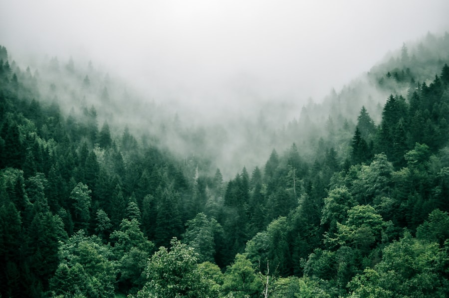 Forestal & Minería